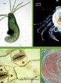 哇!顯微鏡下的世界真好玩!:愛上科學的顯微鏡小百科