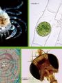 哇!顯微鏡下的世界真好玩!:愛上科學的顯微鏡小百科