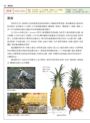 世界水果圖鑑（精心設計果形、果色檢索表；並附產季速查表，讓你聰明選購當季水果）