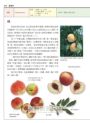 世界水果圖鑑（精心設計果形、果色檢索表；並附產季速查表，讓你聰明選購當季水果）