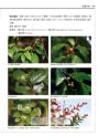 世界水果圖鑑（精心設計果形、果色檢索表；並附產季速查表，讓你聰明選購當季水果）