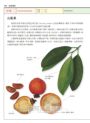 世界水果圖鑑（精心設計果形、果色檢索表；並附產季速查表，讓你聰明選購當季水果）