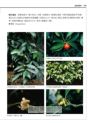 世界水果圖鑑（精心設計果形、果色檢索表；並附產季速查表，讓你聰明選購當季水果）
